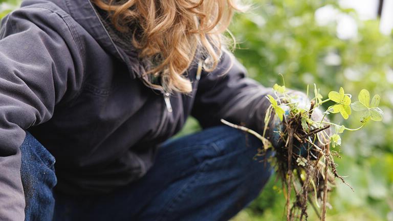 Image of student working in community garden.