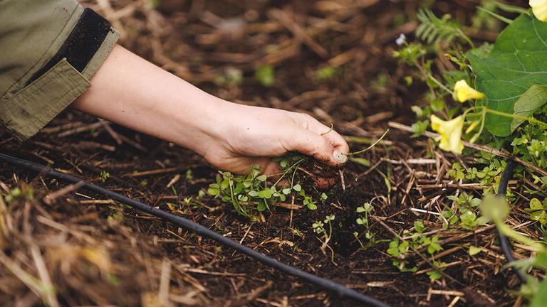 Hand in dirt.